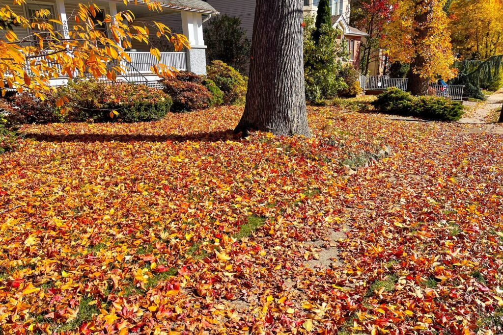 Affordable Seasonal Leaf Removal In Chesapeake VA
