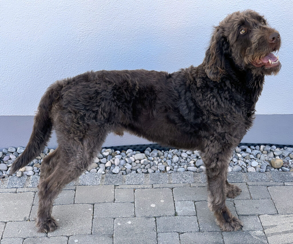 Ofa Certified Hip Elbow Cardiac And Eye Clearances On All Breeding Australian Labradoodles